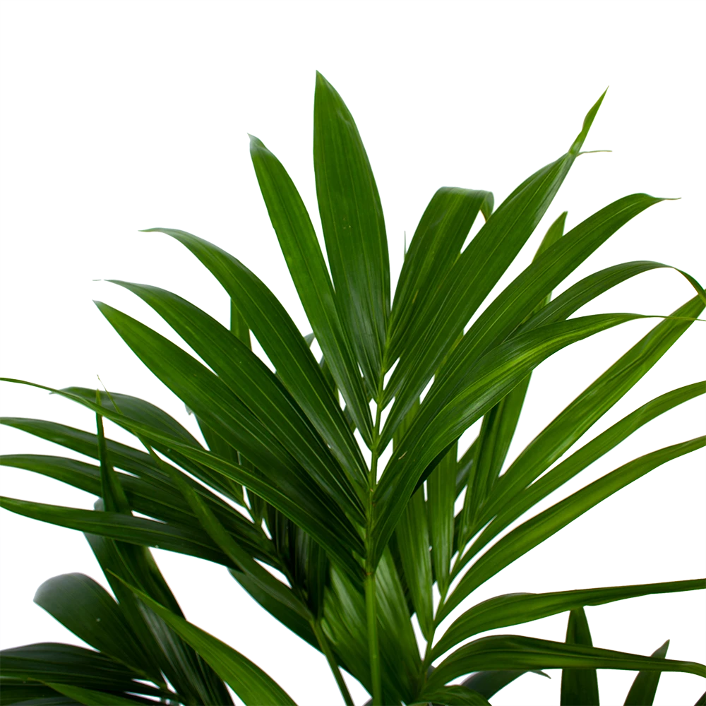 Kentiapalm - Howea Forsteriana - P21 H120 - Kamerplant 4 Kentiapalm - Howea Forsteriana - P21 H120 - Kamerplant - Afbeelding 2