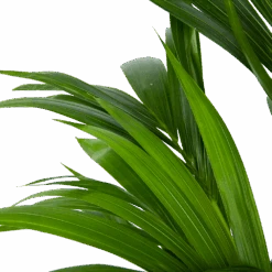 Kentiapalm - Howea Forsteriana - P21 H120 - Kamerplant 8 Kentiapalm - Howea Forsteriana - P21 H120 - Kamerplant -Flamingo Verkoop kentiapalm howea forsteriana p21 h120 6