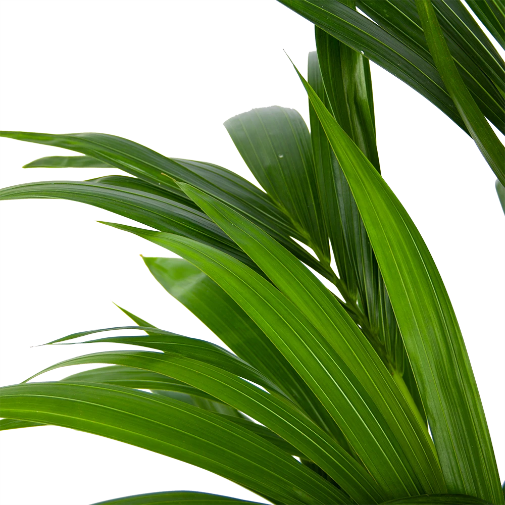 Kentiapalm - Howea Forsteriana - P21 H120 - Kamerplant 5 Kentiapalm - Howea Forsteriana - P21 H120 - Kamerplant - Afbeelding 3