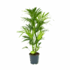 Kentiapalm - Howea Forsteriana - P24 H130 - Kamerplant -Flamingo Verkoop kentiapalm howea forsteriana p24 h130 1