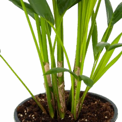 Kentiapalm - Howea Forsteriana - P24 H130 - Kamerplant -Flamingo Verkoop kentiapalm howea forsteriana p24 h130 5