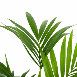 Kentiapalm - Howea Forsteriana - P24 H130 - Kamerplant -Flamingo Verkoop kentiapalm howea forsteriana p24 h130 6