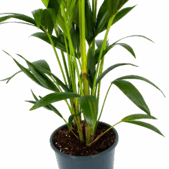 Kentiapalm - Howea Forsteriana - P24 H150 - Kamerplant 7 Kentiapalm - Howea Forsteriana - P24 H150 - Kamerplant -Flamingo Verkoop kentiapalm howea forsteriana p24 h150 2