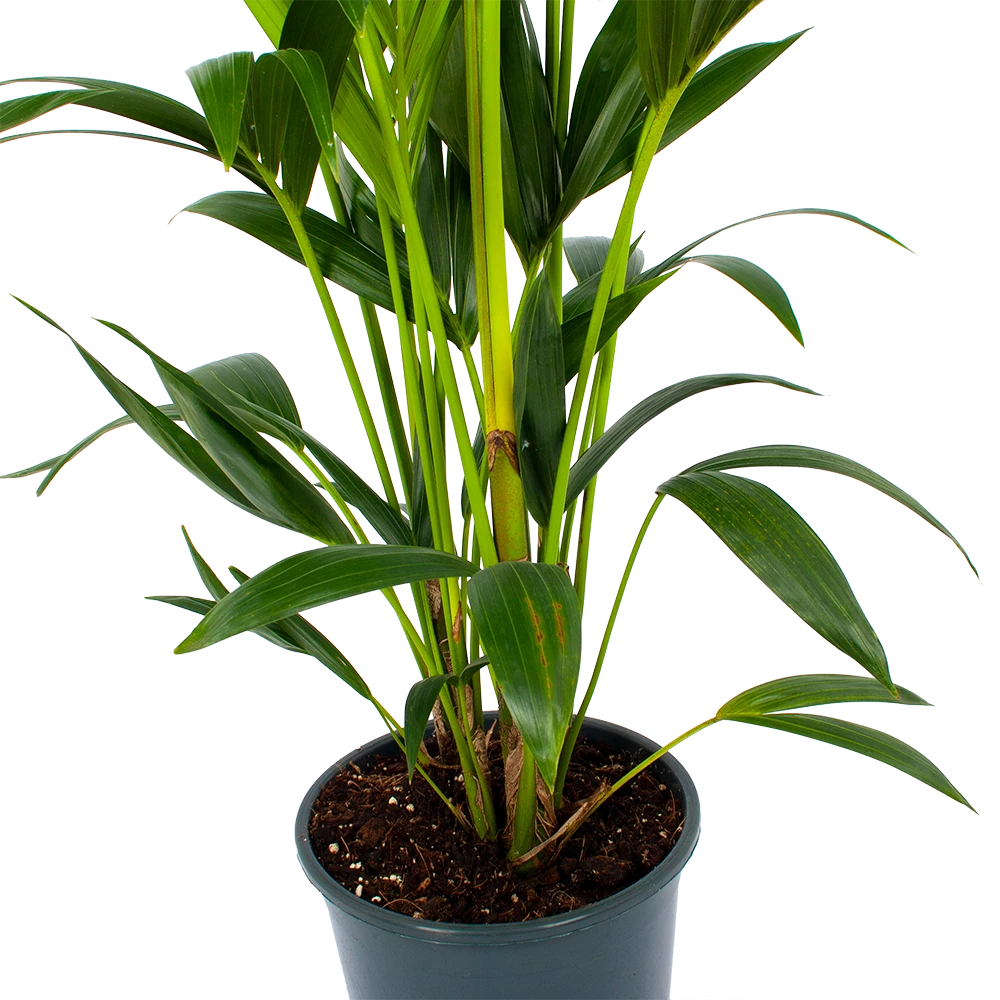 Kentiapalm - Howea Forsteriana - P24 H150 - Kamerplant 4 Kentiapalm - Howea Forsteriana - P24 H150 - Kamerplant - Afbeelding 2