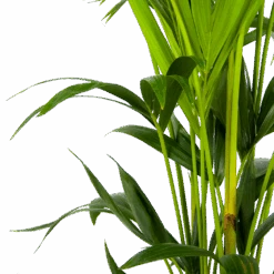 Kentiapalm - Howea Forsteriana - P24 H150 - Kamerplant 8 Kentiapalm - Howea Forsteriana - P24 H150 - Kamerplant -Flamingo Verkoop kentiapalm howea forsteriana p24 h150 3