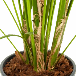 Kentiapalm - Howea Forsteriana - P24 H200 - Kamerplant -Flamingo Verkoop kentiapalm howea forsteriana p24 h200 5