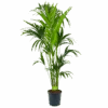 Kentiapalm - Howea Forsteriana - P24 H170 - Kamerplant 1 Kentiapalm - Howea Forsteriana - P24 H170 - Kamerplant -Flamingo Verkoop kentiapalm howea forsteriana p24cm h170cm 4