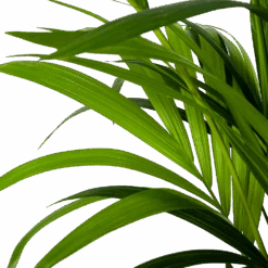 Kentiapalm - Howea Forsteriana - P24 H170 - Kamerplant -Flamingo Verkoop kentiapalm howea forsteriana p24cm h170cm 5