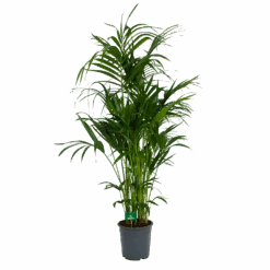 Kentiapalm - Howea Forsteriana - P27 H170 - Kamerplant 8 Kentiapalm - Howea Forsteriana - P27 H170 - Kamerplant -Flamingo Verkoop kentiapalm howea forsteriana p27 h170 4