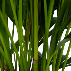 Kentiapalm - Howea Forsteriana - P27 H170 - Kamerplant 9 Kentiapalm - Howea Forsteriana - P27 H170 - Kamerplant -Flamingo Verkoop kentiapalm howea forsteriana p27 h170 5