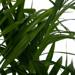 Kentiapalm - Howea Forsteriana - P27 H170 - Kamerplant 10 Kentiapalm - Howea Forsteriana - P27 H170 - Kamerplant -Flamingo Verkoop kentiapalm howea forsteriana p27 h170 6