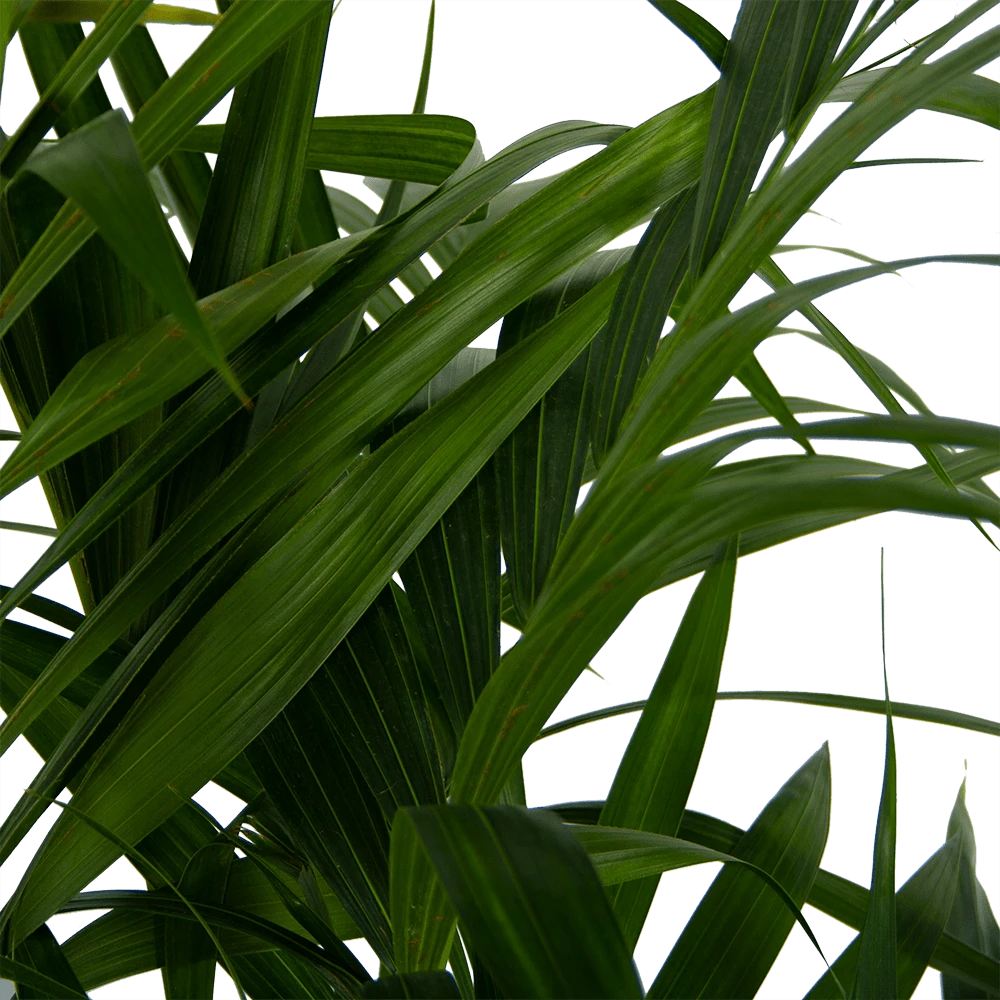 Kentiapalm - Howea Forsteriana - P27 H170 - Kamerplant 6 Kentiapalm - Howea Forsteriana - P27 H170 - Kamerplant - Afbeelding 4