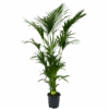 Kentiapalm - Howea Forsteriana - P27 H200 - Kamerplant -Flamingo Verkoop kentiapalm howea forsteriana p27cm h200cm 4