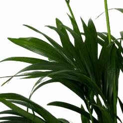 Kentiapalm - Howea Forsteriana - P27 H200 - Kamerplant 6 Kentiapalm - Howea Forsteriana - P27 H200 - Kamerplant -Flamingo Verkoop kentiapalm howea forsteriana p27cm h200cm 5