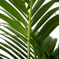 Kentiapalm - Howea Forsteriana - P30 H210 - Kamerplant -Flamingo Verkoop kentiapalm howea forsteriana p30 h210 6