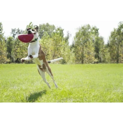 Kong Flyer Frisbee - S - Rood -Flamingo Verkoop kong flyer frisbee rood 2 2