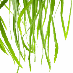 Lepismium Bolivianum - In Hangpot - P17 H40 - Kamerplant 6 Lepismium Bolivianum - In Hangpot - P17 H40 - Kamerplant -Flamingo Verkoop lepismium bolivianum in hangpot p17 h40 5