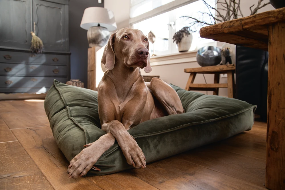 Designed By Lotte Ligkussen Nalino - Groen - 100x70x15cm 4 Designed By Lotte Ligkussen Nalino - Groen - 100x70x15cm - Afbeelding 2