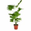 Livistona Rotundifolia - Chinese Schermpalm - P24 H100 - Kamerplant -Flamingo Verkoop livistona rotundifolia chinese schermpalm p24 h100 kamerplant 1