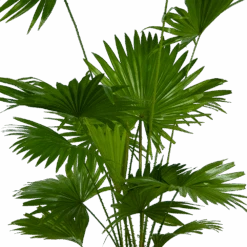 Livistona Rotundifolia - Chinese Schermpalm - P24 H100 - Kamerplant 7 Livistona Rotundifolia - Chinese Schermpalm - P24 H100 - Kamerplant -Flamingo Verkoop livistona rotundifolia chinese schermpalm p24 h100 kamerplant 2