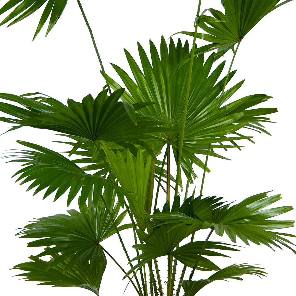 Livistona Rotundifolia - Chinese Schermpalm - P24 H100 - Kamerplant 4 Livistona Rotundifolia - Chinese Schermpalm - P24 H100 - Kamerplant - Afbeelding 2