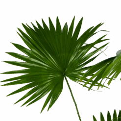 Livistona Rotundifolia - Chinese Schermpalm - P24 H100 - Kamerplant 8 Livistona Rotundifolia - Chinese Schermpalm - P24 H100 - Kamerplant -Flamingo Verkoop livistona rotundifolia chinese schermpalm p24 h100 kamerplant 3