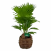 Livistona Rotundifolia In Gevlochten Caryota Pot - Chinese Schermpalm - P19 H50 - Kamerplant -Flamingo Verkoop livistona rotundifolia in pot chinese schermpalm p19 h50 kamerplant 1