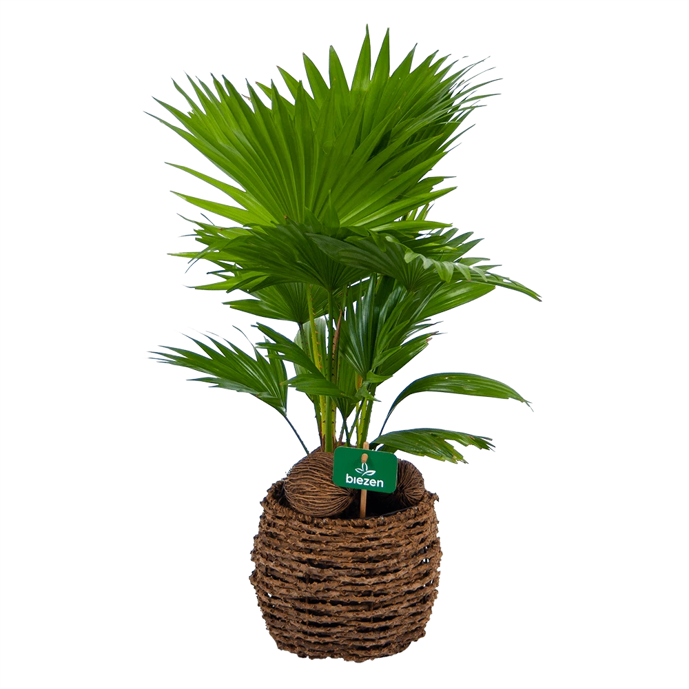 Livistona Rotundifolia In Gevlochten Caryota Pot - Chinese Schermpalm - P19 H50 - Kamerplant 3 Livistona Rotundifolia In Gevlochten Caryota Pot - Chinese Schermpalm - P19 H50 - Kamerplant