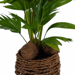 Livistona Rotundifolia In Gevlochten Caryota Pot - Chinese Schermpalm - P19 H50 - Kamerplant 7 Livistona Rotundifolia In Gevlochten Caryota Pot - Chinese Schermpalm - P19 H50 - Kamerplant -Flamingo Verkoop livistona rotundifolia in pot chinese schermpalm p19 h50 kamerplant 2