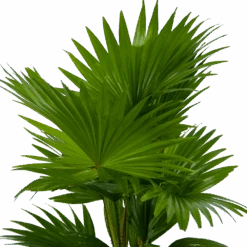 Livistona Rotundifolia In Gevlochten Caryota Pot - Chinese Schermpalm - P19 H50 - Kamerplant 8 Livistona Rotundifolia In Gevlochten Caryota Pot - Chinese Schermpalm - P19 H50 - Kamerplant -Flamingo Verkoop livistona rotundifolia in pot chinese schermpalm p19 h50 kamerplant 3