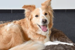 Flamingo Mand Corno Rond Bruin - L - 90x18cm -Flamingo Verkoop mand corno rond bruin l 90x18cm 5 4