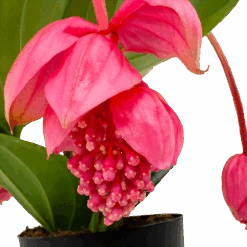 Medinella Magnifica - Trosbloem - P17 H60 - Kamerplant -Flamingo Verkoop medinella magnifica trosbloem p17 h60 5