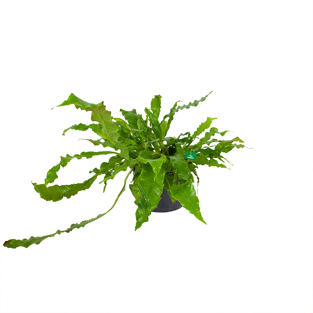 Microsorum Crocodyllus - Krokodillenvaren - P37 H85 - Kamerplant 3 Microsorum Crocodyllus - Krokodillenvaren - P37 H85 - Kamerplant