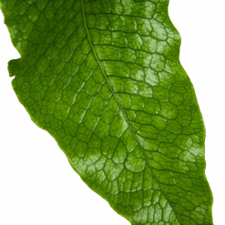 Microsorum Crocodyllus - Krokodillenvaren - P37 H85 - Kamerplant 6 Microsorum Crocodyllus - Krokodillenvaren - P37 H85 - Kamerplant -Flamingo Verkoop microsorum crocodyllus krokodillenvaren p37 h85 kamerplant 3