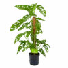 Monstera Adansonii Op Mosstok - Monkey Mask/Leaf- P16 H65 - Kamerplant -Flamingo Verkoop monstera adansonii monkey mask rimpelgatenplant p16 h65 4