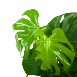 Monstera Deliciosa - Gatenplant - P17 H65 - Kamerplant 6 Monstera Deliciosa - Gatenplant - P17 H65 - Kamerplant -Flamingo Verkoop monstera deliciosa gatenplant p17 h65 5 1