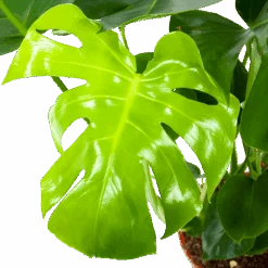 Monstera Deliciosa - Gatenplant - P21 H75 - Kamerplant 6 Monstera Deliciosa - Gatenplant - P21 H75 - Kamerplant -Flamingo Verkoop monstera deliciosa gatenplant p21 h75 5