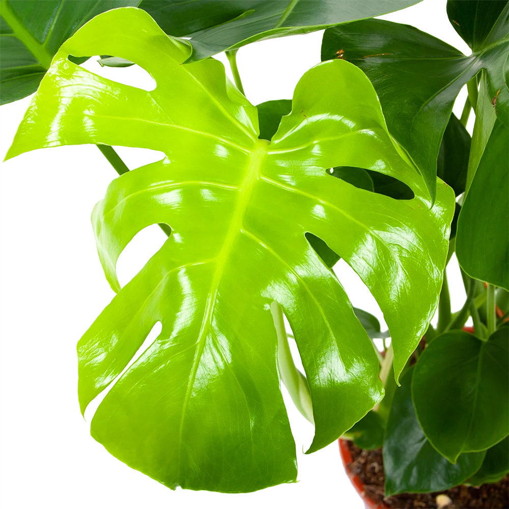 Monstera Deliciosa - Gatenplant - P21 H75 - Kamerplant 4 Monstera Deliciosa - Gatenplant - P21 H75 - Kamerplant - Afbeelding 2