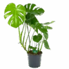 Monstera Deliciosa - Gatenplant - P24 H100 - Kamerplant -Flamingo Verkoop monstera deliciosa gatenplant p24 h100 kamerplant 1