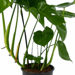 Monstera Deliciosa - Gatenplant - P24 H100 - Kamerplant -Flamingo Verkoop monstera deliciosa gatenplant p24 h100 kamerplant 2