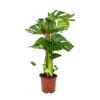 Monstera Deliciosa Op Mosstok - Gatenplant - P19 H80 - Kamerplant 2 Monstera Deliciosa Op Mosstok - Gatenplant - P19 H80 - Kamerplant -Flamingo Verkoop monstera deliciosa op mosstok gatenplant p19 h80 1