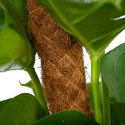 Monstera Deliciosa Op Mosstok - Gatenplant - P19 H80 - Kamerplant -Flamingo Verkoop monstera deliciosa op mosstok gatenplant p19 h80 6