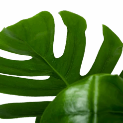 Monstera Deliciosa Op Mosstok - Gatenplant - P24 H120 - Kamerplant -Flamingo Verkoop monstera deliciosa op mosstok gatenplant p24 h120 6