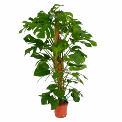 Monstera Deliciosa Op Mosstok - Gatenplant - P24 H150 - Kamerplant -Flamingo Verkoop monstera deliciosa op mosstok gatenplant p24 h150 4