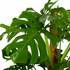 Monstera Deliciosa Op Mosstok - Gatenplant - P24 H150 - Kamerplant -Flamingo Verkoop monstera deliciosa op mosstok gatenplant p24 h150 5