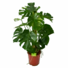 Monstera Deliciosa Op Mosstok - Gatenplant - P27 H120 - Kamerplant -Flamingo Verkoop monstera deliciosa op mosstok gatenplant p27 h120 1 3