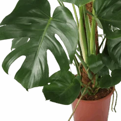 Monstera Deliciosa Op Mosstok - Gatenplant - P27 H120 - Kamerplant -Flamingo Verkoop monstera deliciosa op mosstok gatenplant p27 h120 5 3