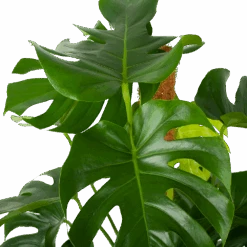 Monstera Deliciosa Op Mosstok - Gatenplant - P27 H120 - Kamerplant -Flamingo Verkoop monstera deliciosa op mosstok gatenplant p27 h120 6 3