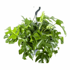 Monstera Minima - Gatenplant - In Hangpot - P27 H30 - Kamerplant -Flamingo Verkoop monstera minima gatenplant in hangpot p27 h30 5