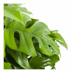 Monstera Minima - Gatenplant - In Hangpot - P27 H30 - Kamerplant -Flamingo Verkoop monstera minima gatenplant in hangpot p27 h30 6